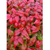 NANDINA domestica FIRE POWER
