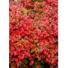 NANDINA domestica FIRE POWER