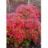 NANDINA domestica FIRE POWER