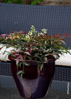NANDINA domestica FLIRT