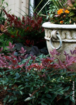 NANDINA domestica FLIRT