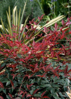 NANDINA domestica FLIRT