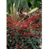 NANDINA domestica FLIRT