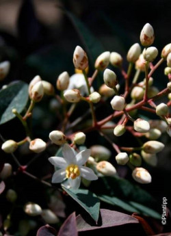 NANDINA domestica FLIRT