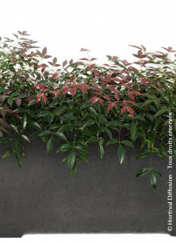 NANDINA domestica FLIRT