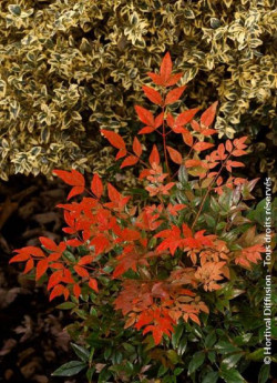 NANDINA domestica GULF STREAM