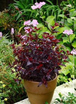 PHYSOCARPUS opulifolius ALL BLACK