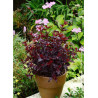 PHYSOCARPUS opulifolius ALL BLACK