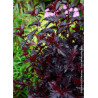 PHYSOCARPUS opulifolius ALL BLACK