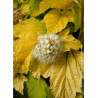 PHYSOCARPUS opulifolius ANGEL GOLD