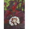 PHYSOCARPUS opulifolius DIABLE D'OR