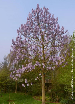 PAULOWNIA fortunei FAST BLUE