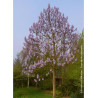 PAULOWNIA fortunei FAST BLUE