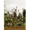 PAULOWNIA fortunei FAST BLUE