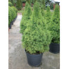 PICEA glauca CONICA En pot de 10-12 litres