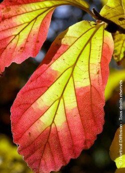 PARROTIA persica VANESSA