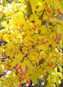 PARROTIA persica VANESSA