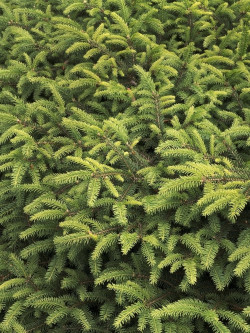 PICEA abies NIDIFORMIS