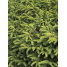 PICEA abies NIDIFORMIS