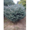 PICEA pungens GLAUCA GLOBOSA