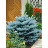 PICEA pungens GLAUCA GLOBOSA