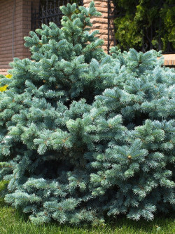 PICEA pungens GLAUCA GLOBOSA