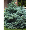 PICEA pungens GLAUCA GLOBOSA
