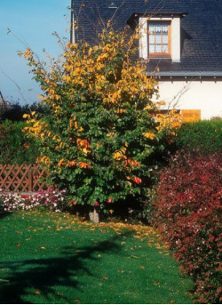 PARROTIA persica VANESSA