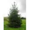 PICEA abies