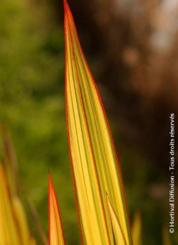 PHORMIUM APRICOT QUEEN