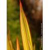 PHORMIUM APRICOT QUEEN