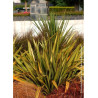 PHORMIUM APRICOT QUEEN