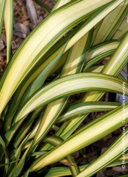 PHORMIUM CREAM DELIGHT