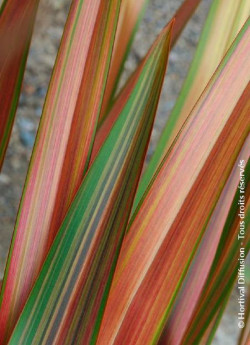 PHORMIUM JESTER