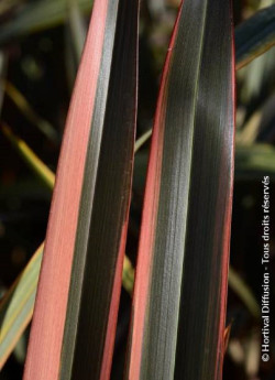 PHORMIUM RAINBOW QUEEN