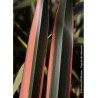 PHORMIUM RAINBOW QUEEN