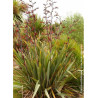 PHORMIUM tenax