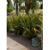 PHORMIUM tenax