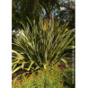 PHORMIUM tenax