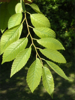 ULMUS resista SAPPORO GOLD