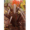 PHORMIUM tenax ATROPURPUREUM