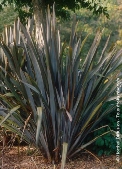 PHORMIUM tenax ATROPURPUREUM
