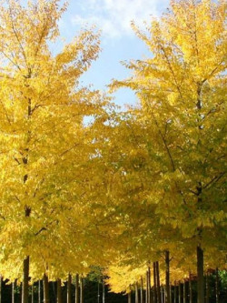 ULMUS resista SAPPORO GOLD