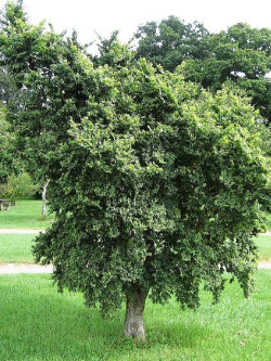 ULMUS minor JACQUELINE HILLIER