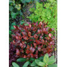 PHOTINIA fraseri LITTLE RED ROBIN