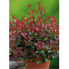 PHOTINIA fraseri LITTLE RED ROBIN