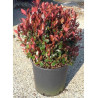 PHOTINIA fraseri LITTLE RED ROBIN