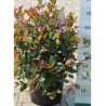 PHOTINIA fraseri LITTLE RED ROBIN