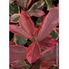 PHOTINIA fraseri PINK MARBLE