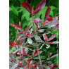 PHOTINIA fraseri PINK MARBLE